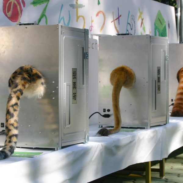 動物のしっぽがついた投票箱